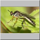 Dioctria hyalipennis - Raubfliege 04.jpg